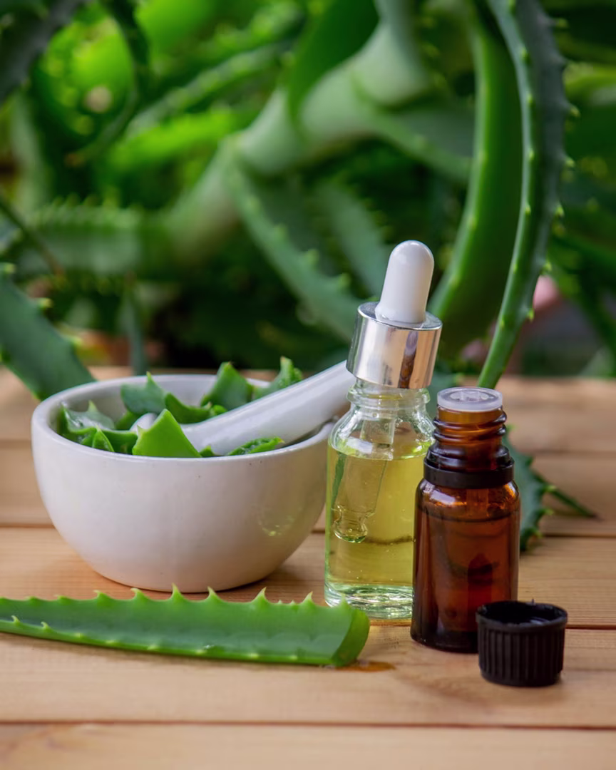 Aloe-Vera-Gel selber machen: frische Aloe-Vera-Blätter mit Mörser und Pflegeöl vor Aloe-Pflanze.