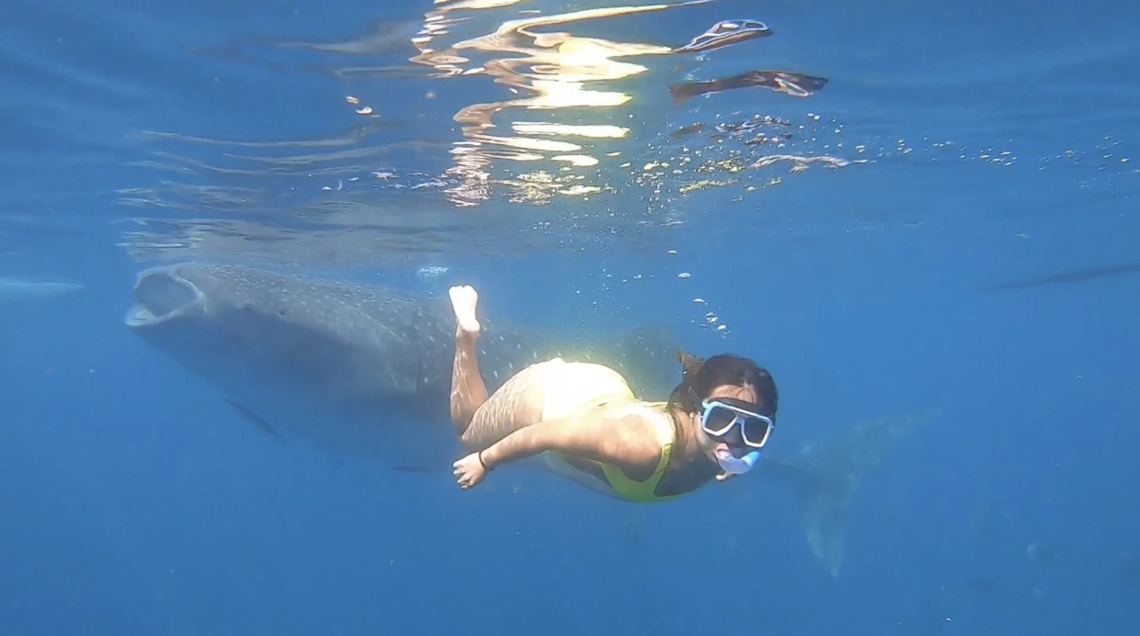 Swimming with Whale Sharks in Cebu, PH