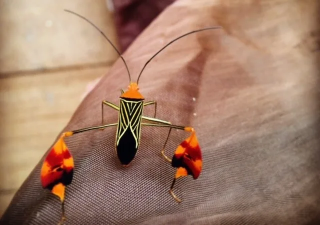 The most beautiful insect I've ever seen, in Piriati Embera, Panama, circa 2016