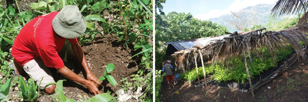 Two photos are shown of a man planting a tree along with a covered tent filled with baby trees.