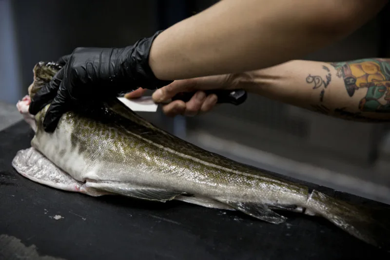 A green and gray scaly fish is being cut with a knife. Two medium skin toned arms are shown, the right arm has a colorful tattoo and the left hand is wearing a black latex glove. The left gloved hand is holding the fish by its head and mouth, the right hand is holding the knife. The fish rests on a black surface.