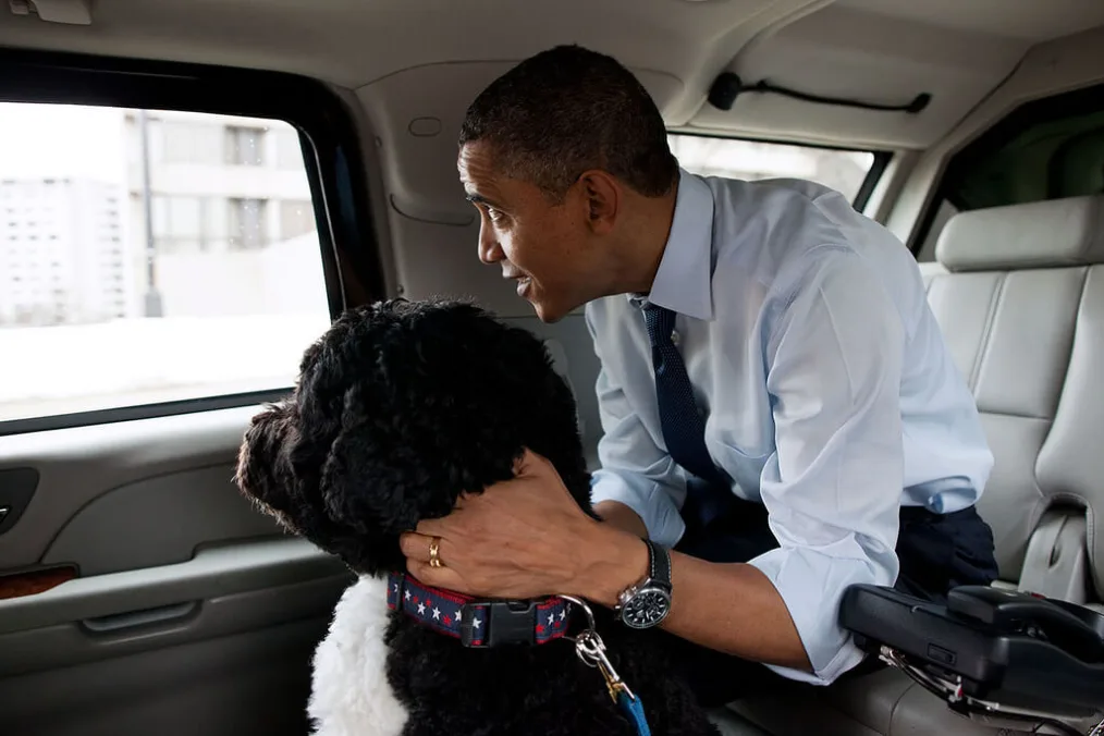 The President and Bo, the Obama family dog, ride in the presidential motorcade