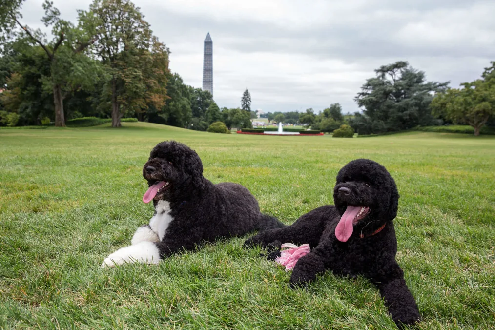Bo, left, and Sunny, the Obama family dogs