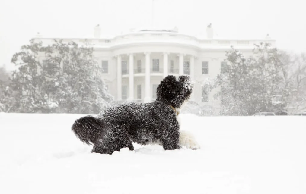 Bo, the Obama's family pet, plays in the snow