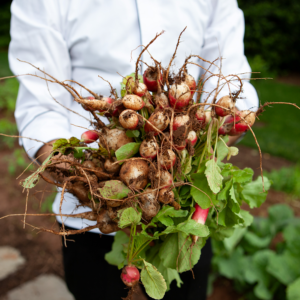 A person with a dark skin tone holds fresh radishes in a garden. They are wearing a white button up shirt. 
