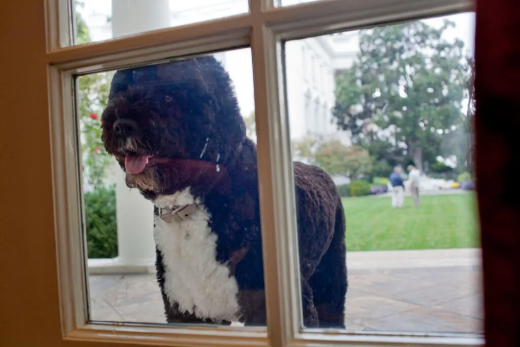Bo, the Obama family dog, peers into the Outer Oval Office