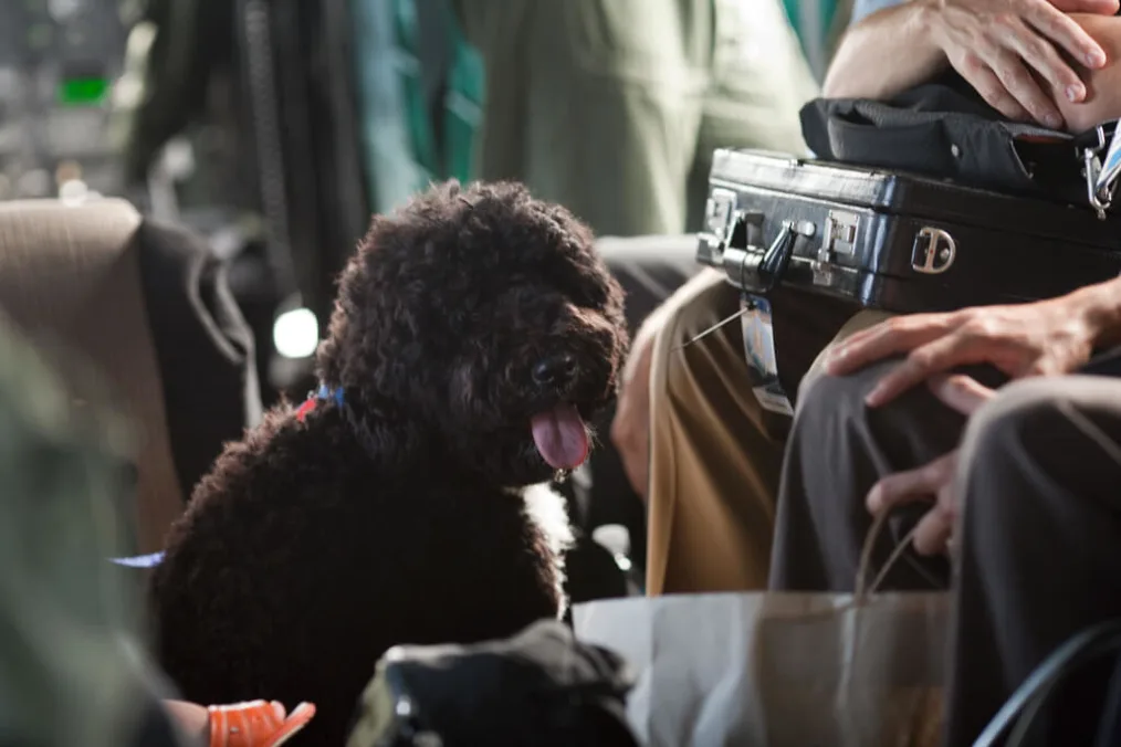 Bo, the Obama family dog, sits with members of the White House staff