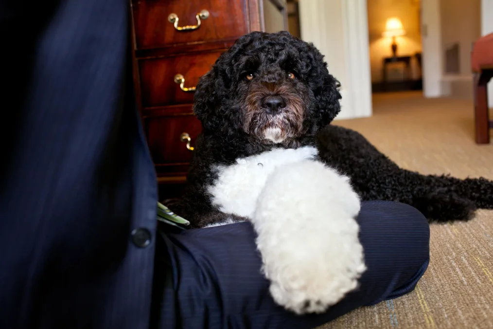 Brian Mosteller, Director of Oval Office Operations, sits with Bo