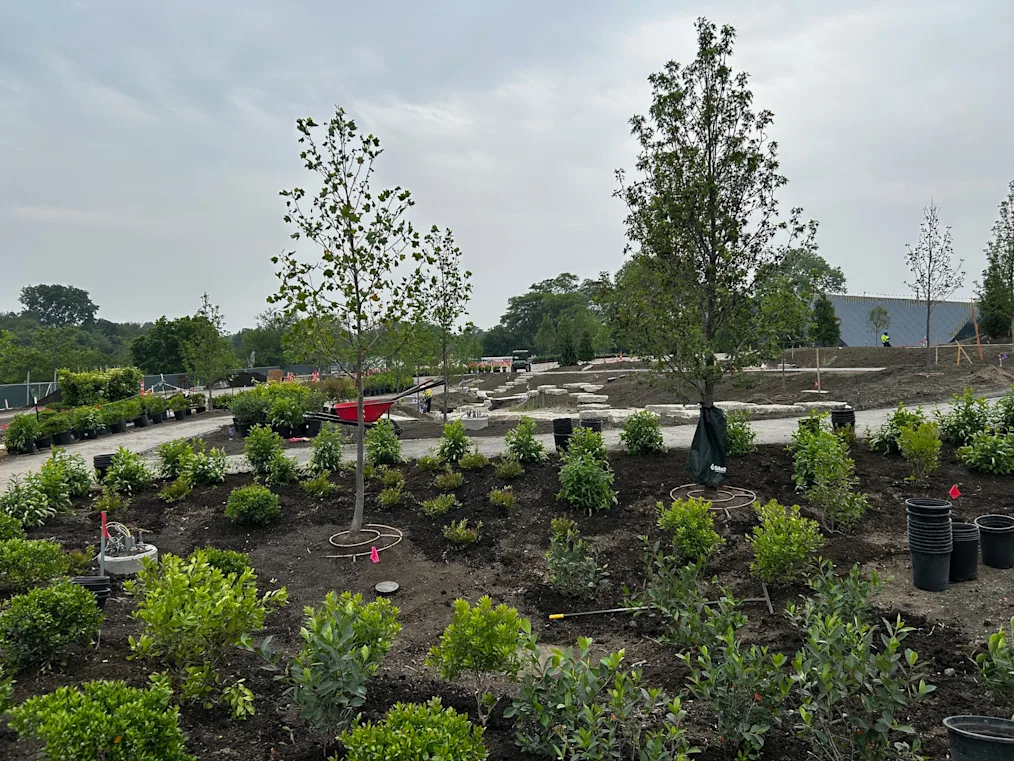 The image is a picture of the external landscape of the Obama Presidential Center campus. In the image are trees being planted and small green bushes. This area will become the Wetland Walk once completed.
