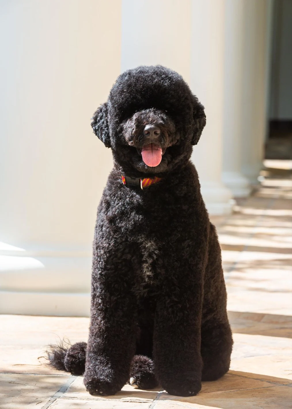 Sunny the dog sits outside of the White House. Sunny has curly, dark-hair. She is staring directly into the camera and her mouth is open with her tongue hanging out.  
