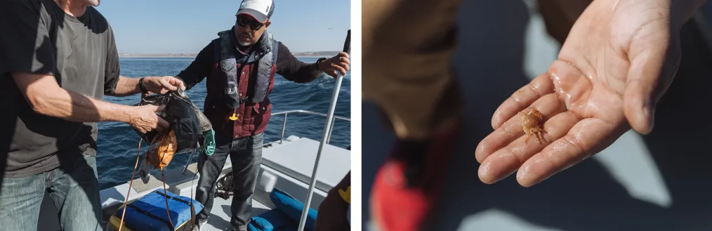 A collage of a hand holding a baby octopus and two men of light neutral skin tone holding a net/bag