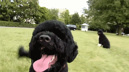 A video features two black dogs, one sitting ong grass while the other runs wagging its tounge.