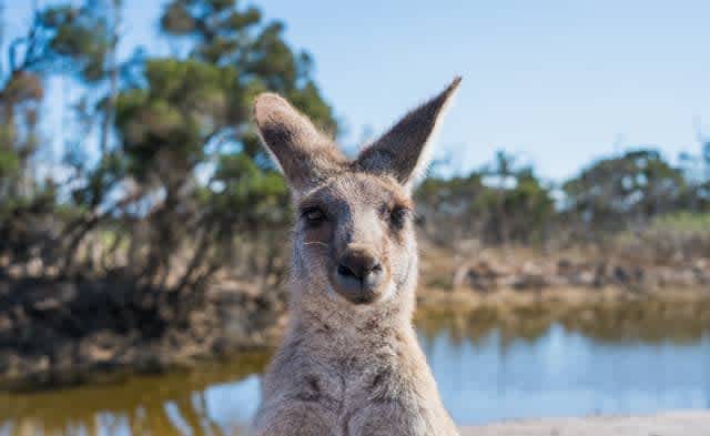 A cost-effective option for parcel delivery to Australia.