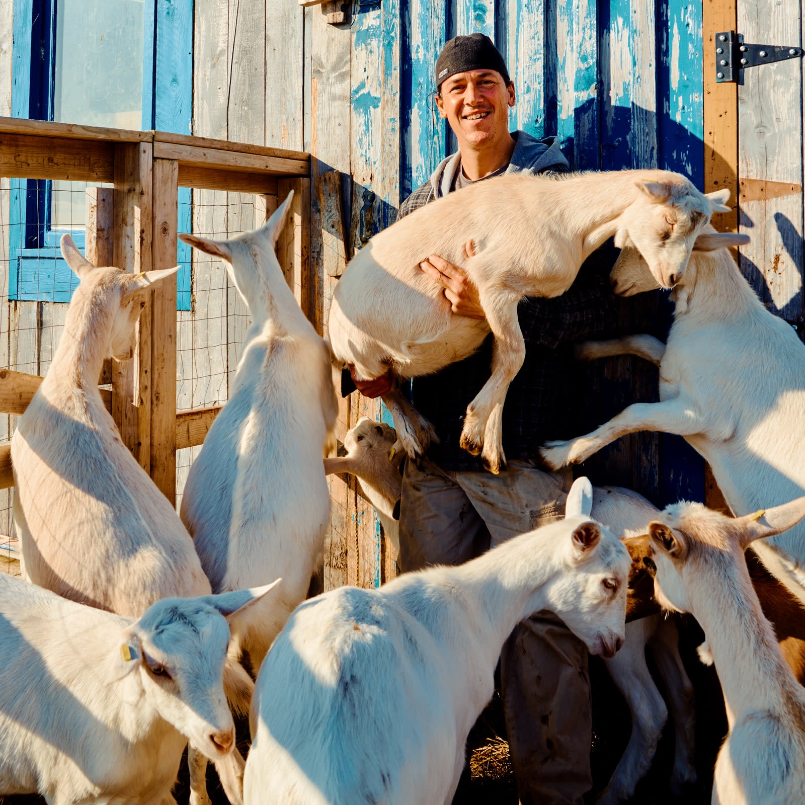 Snapshot: goat farming on a Quebec archipelago