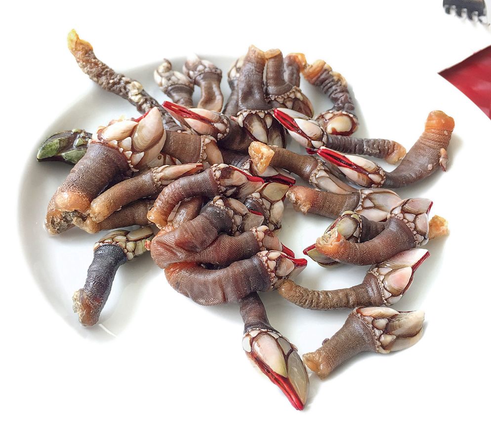 Mutprobe: Die bizarr anmutenden «Percebes», zu Deutsch Felsen-Entenmuscheln, sind eine Delikatesse von der man unbedingt kosten sollte.