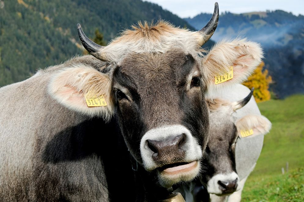 Bei Familie Perreten grast rätisches Grauvieh auf den Weiden.