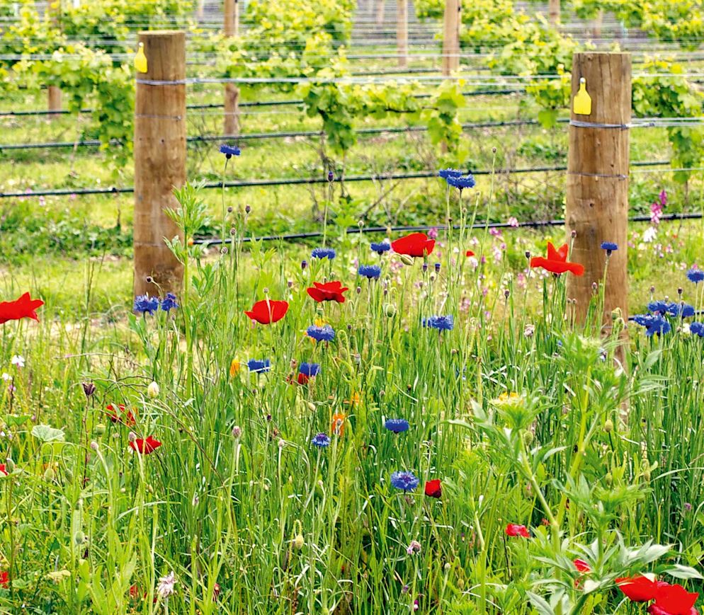 Biodiversität im Weinbau