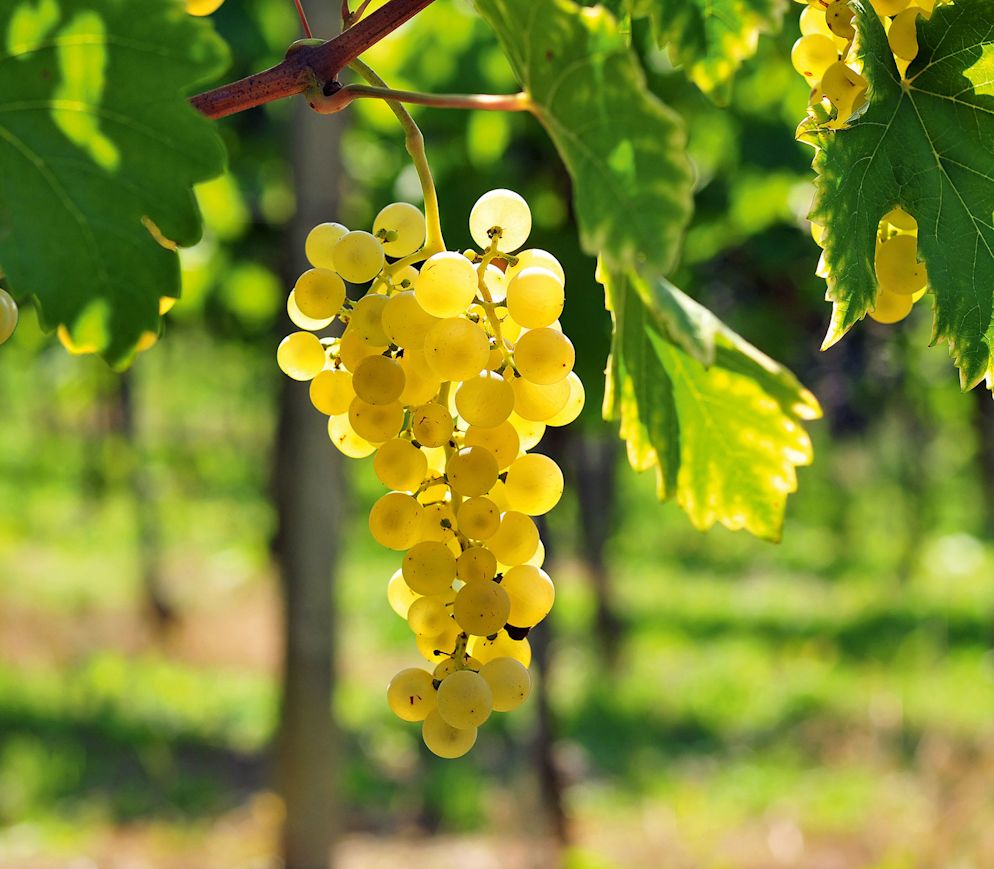 Chasselas- eine Liebeserklärung