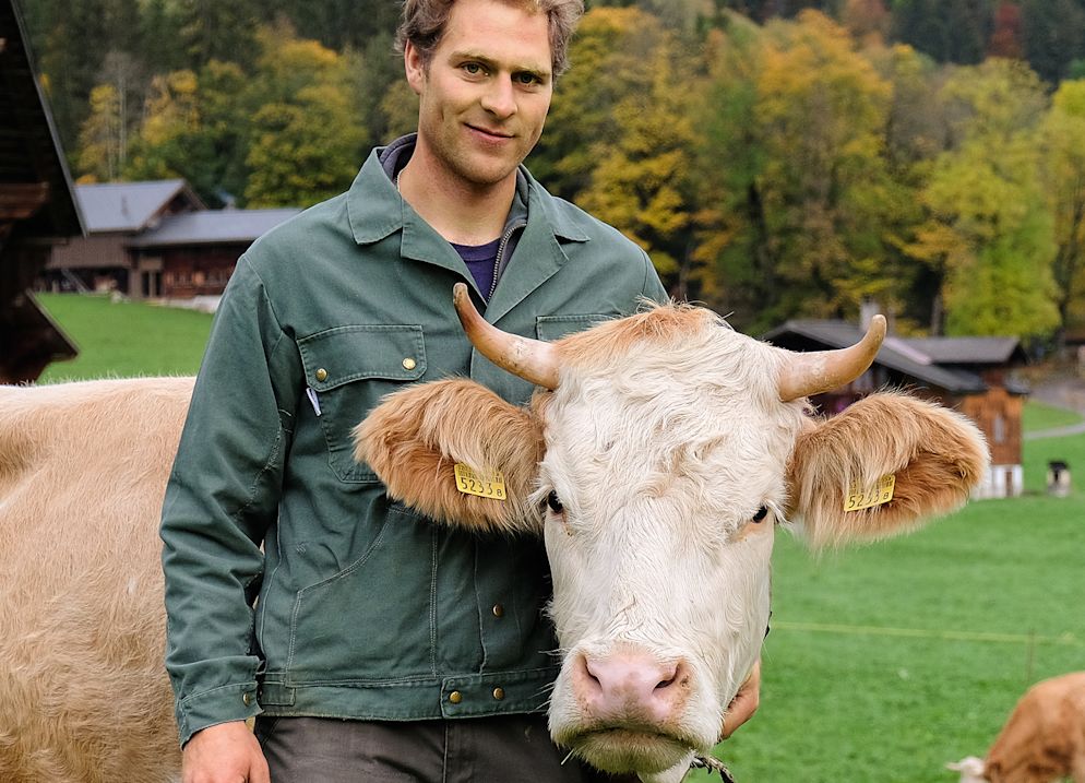Natürlich Käse - Käse von Kühen mit Horn