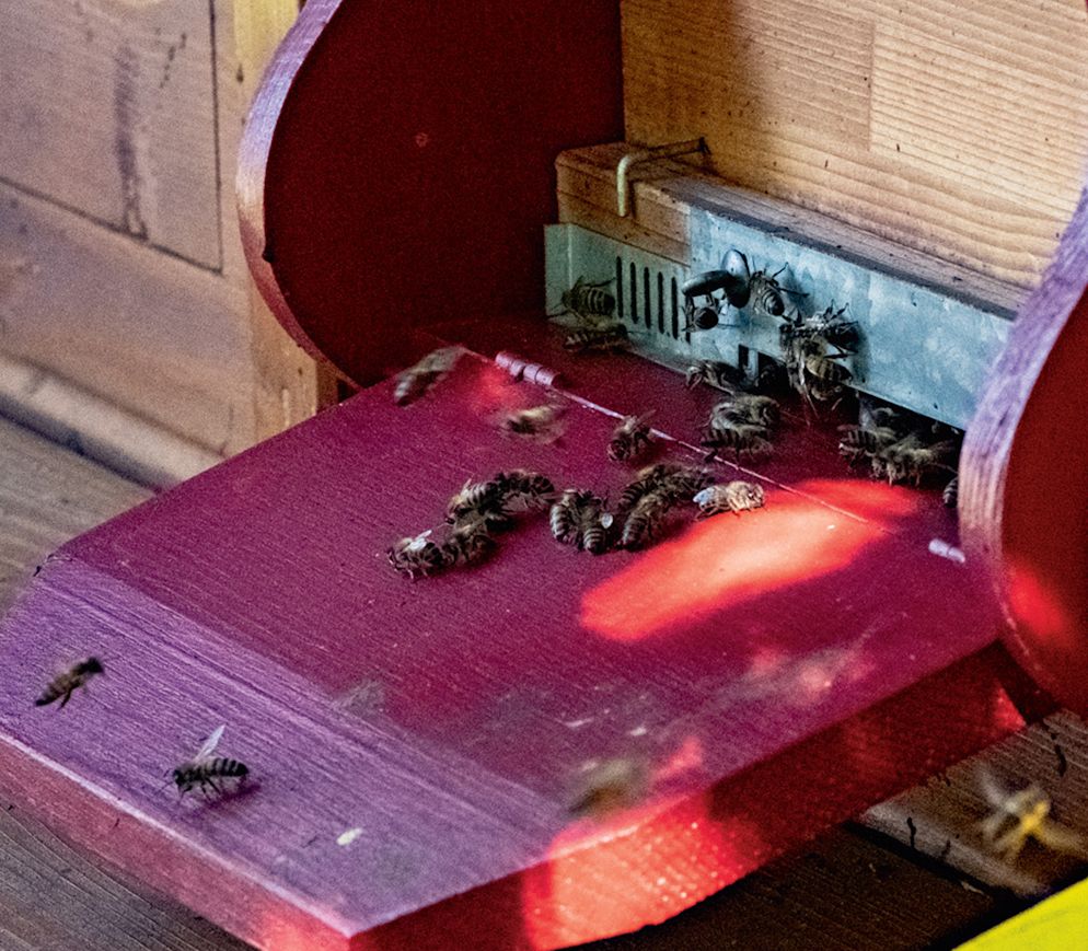 Betriebsamkeit am Bienenhaus: Seit dem Frühling sind die Bienenvölker wieder aktiv und sammeln Nektar.