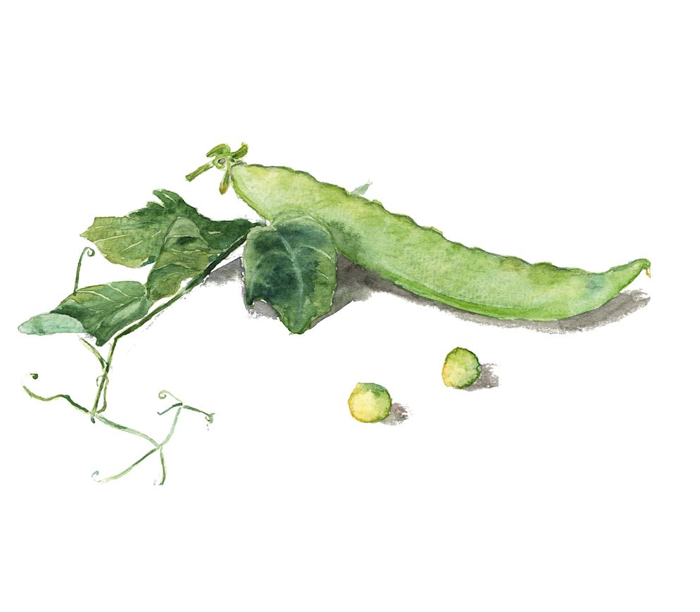 Grüne Proteine