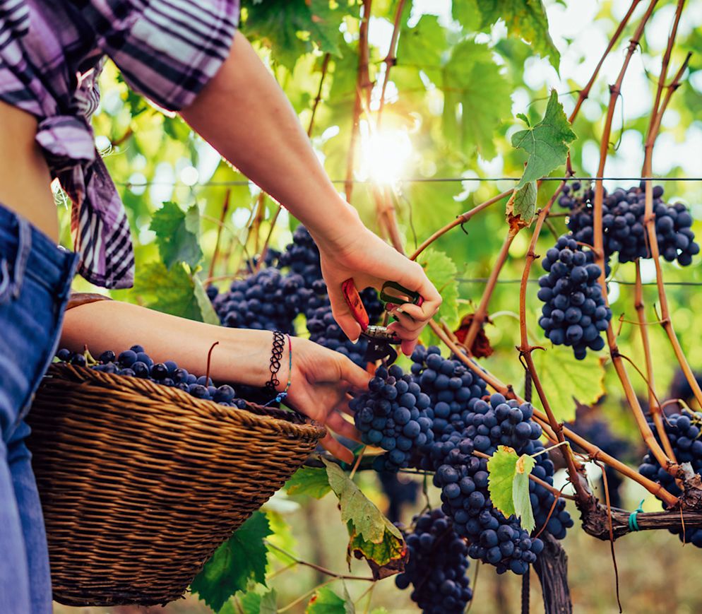 Die Zeit der Weinlese