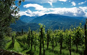 Graubünden: Das gelobte Land für Weinliebhaber und Gourmets