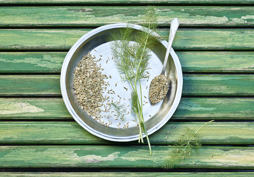 Gewürzfenchel