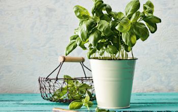 Wähenblech kaufen Wähenblech kaufen