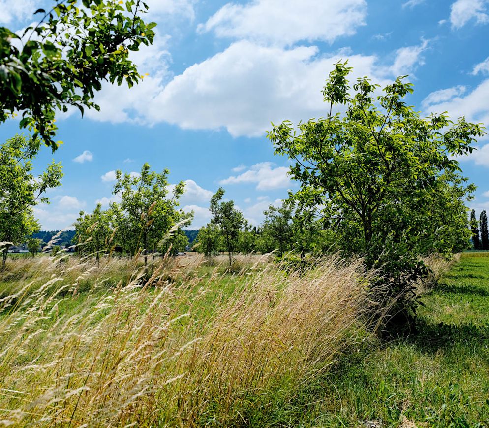 Viel Platz dazwischen: die Nussbäume von Urs Schaller in Dotzigen.