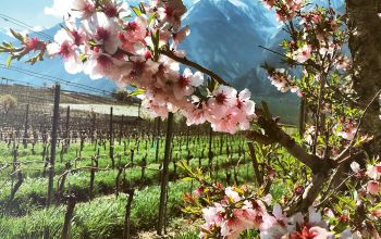 Das Wallis – Ein Weinland hinter den sieben Bergen?