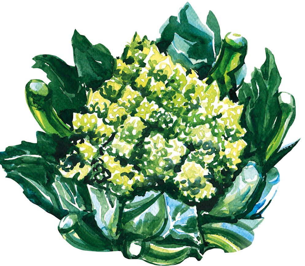 ROMANESCO: Er besticht nicht nur durch seine attraktive Form mit hoch gewölbten Röschen – man nennt ihn auch Türmchenkohl –, sondern auch durch seinen hohen Gehalt an Bioaktivstoffen und Eiweiss.