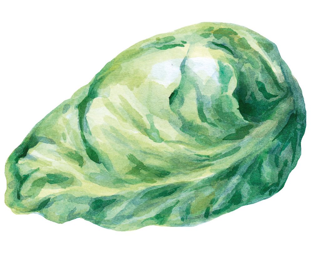 SPITZKOHL: Er ist die früheste aller Kabissorten und hat seinen Namen von der spitzen Kopfform mit besonders zarten Blättern. Deshalb schmeckt er auch roh als Salat und hat im Übrigen eine sehr kurze Garzeit.