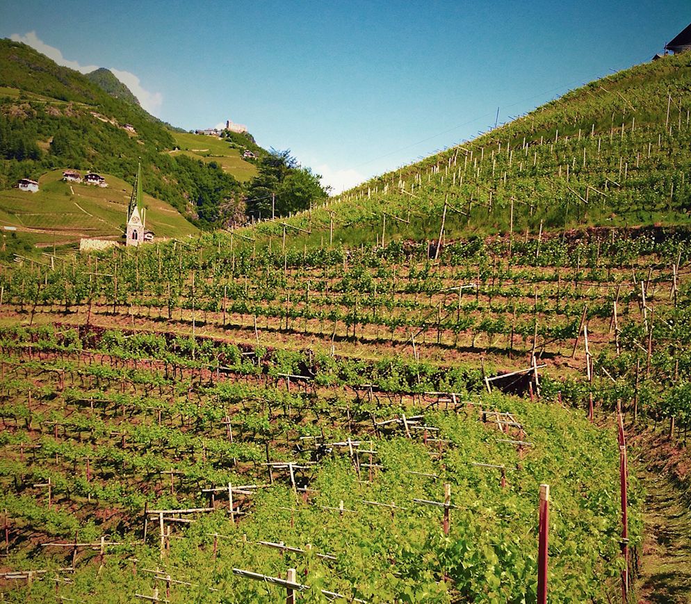 Typisch Südtirol: Vernatsch und Lagrein