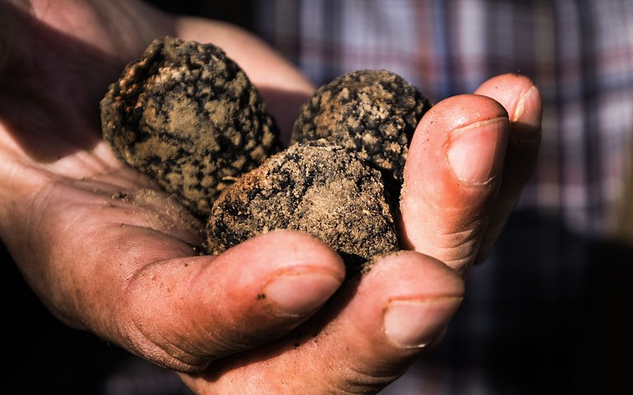 Trüffel - Annemarie Wildeisens KOCHEN
