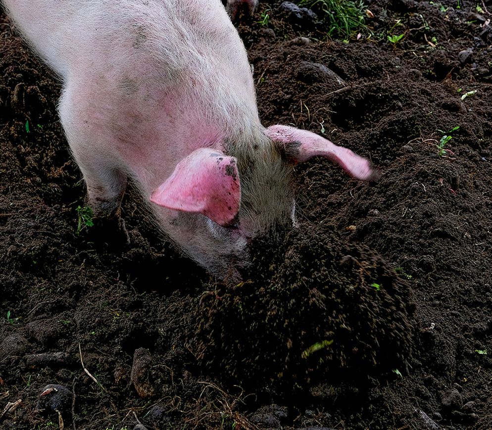 Freilandschweine auf dem Biohof Trimstein
