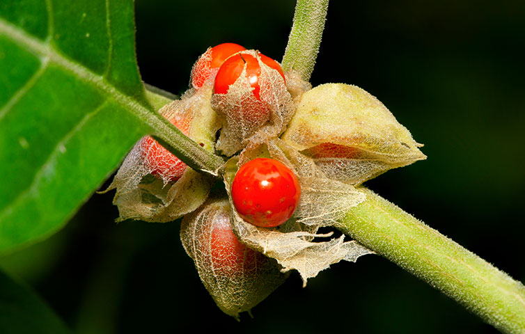 Ashwagandha Inkafarma Blog 1