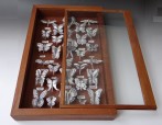 Butterfly-Cabinet-Porcelain-blackstain-antique-box-L-38-x-W-8x-H575cm-4-photo-TerraDelft