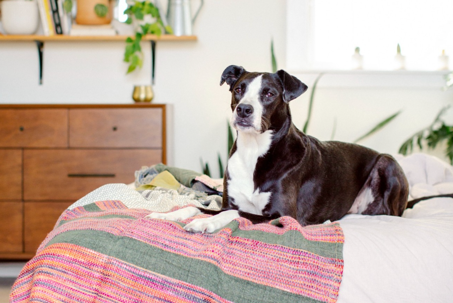 Family dog sits on stylish bedding.
