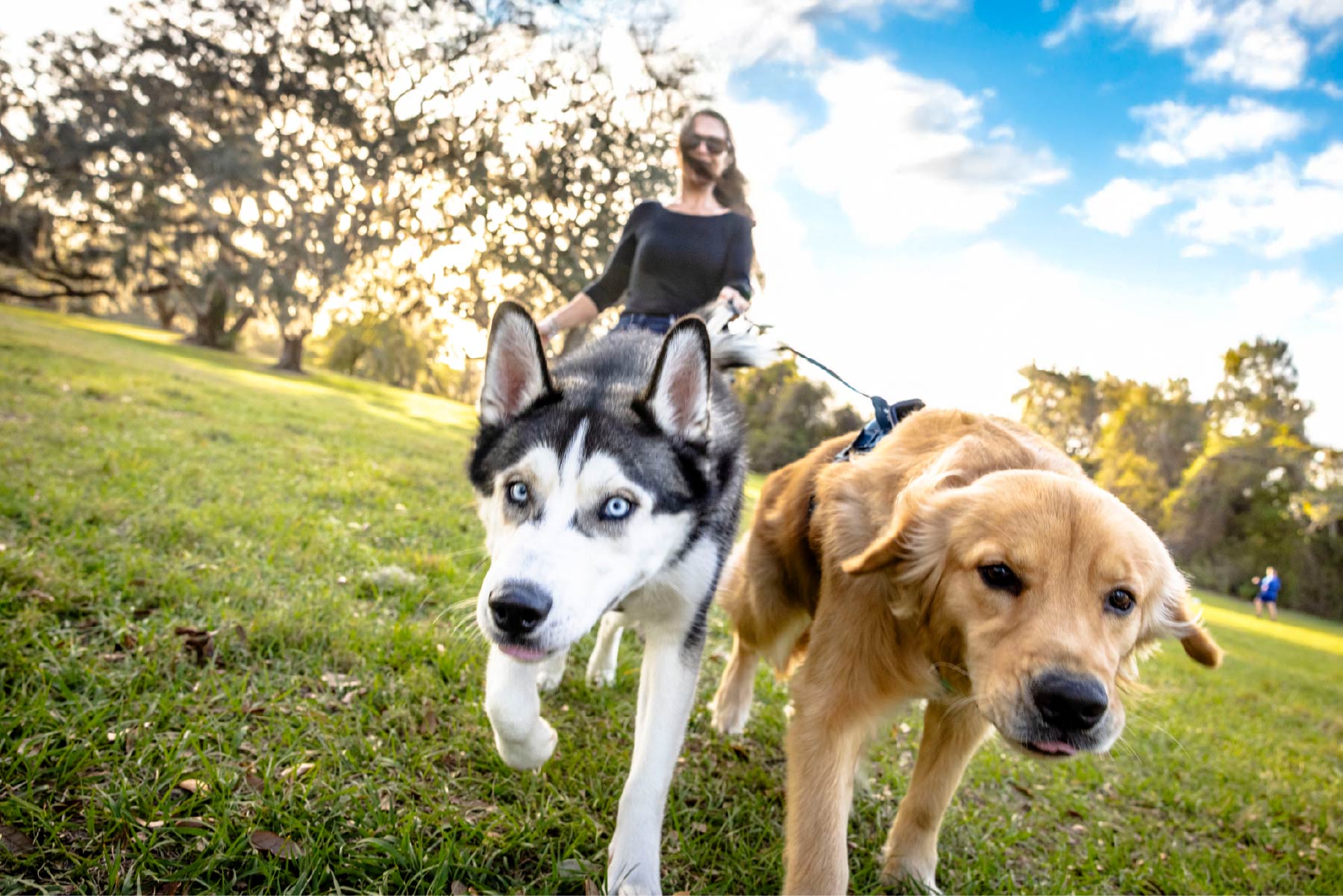 An Invitation Homes resident walks two dogs in a greenspace.