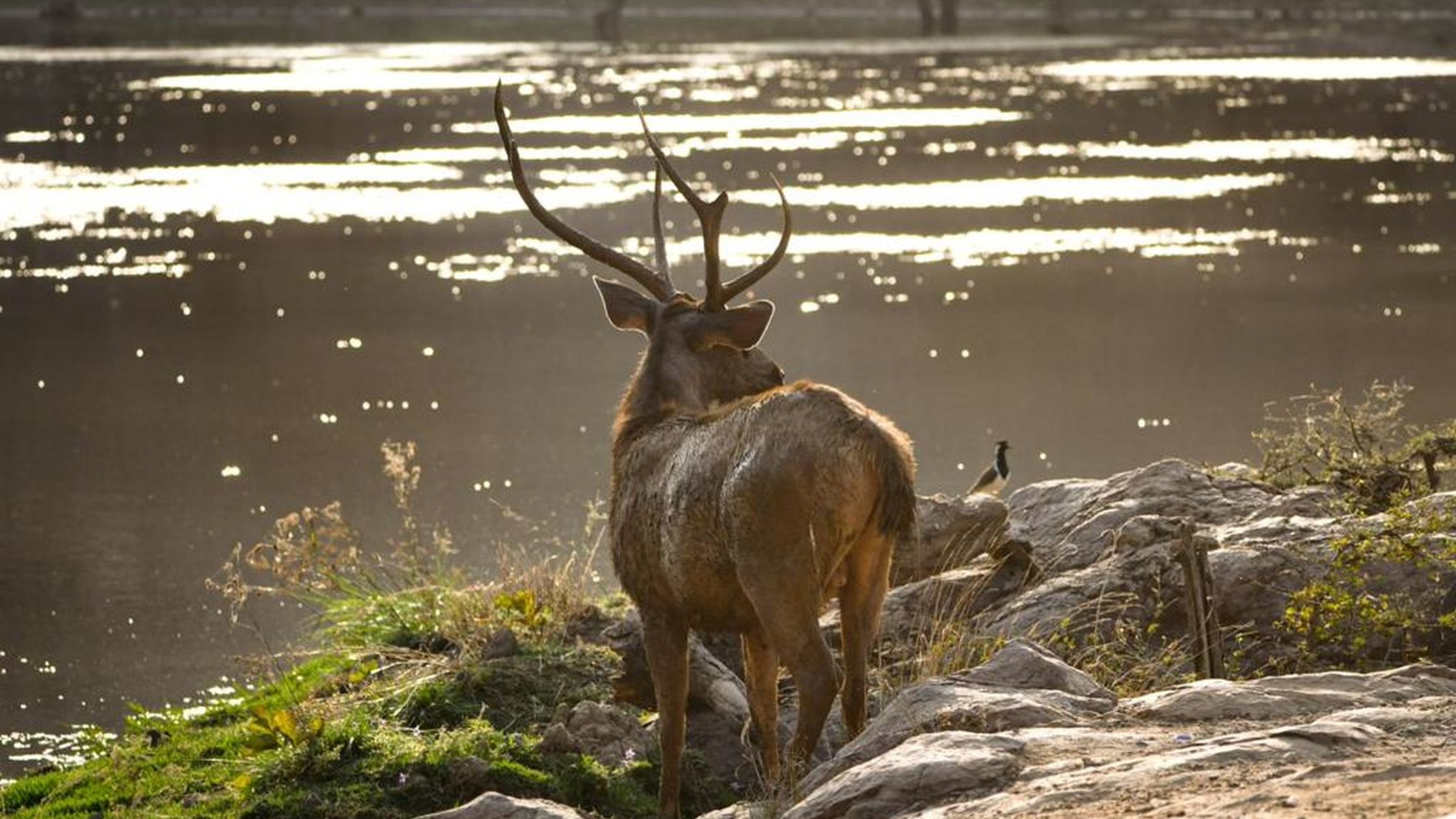 Gir National Park