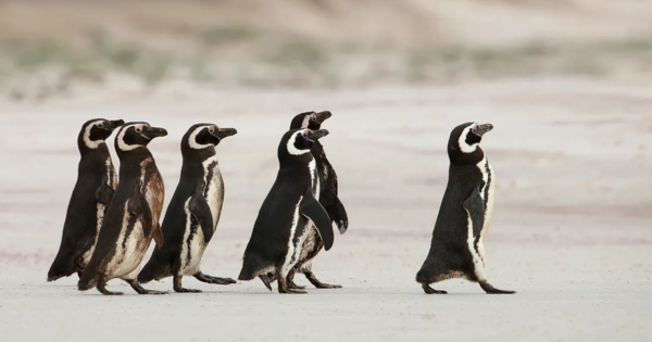 Playful Penguins in Patagonia 