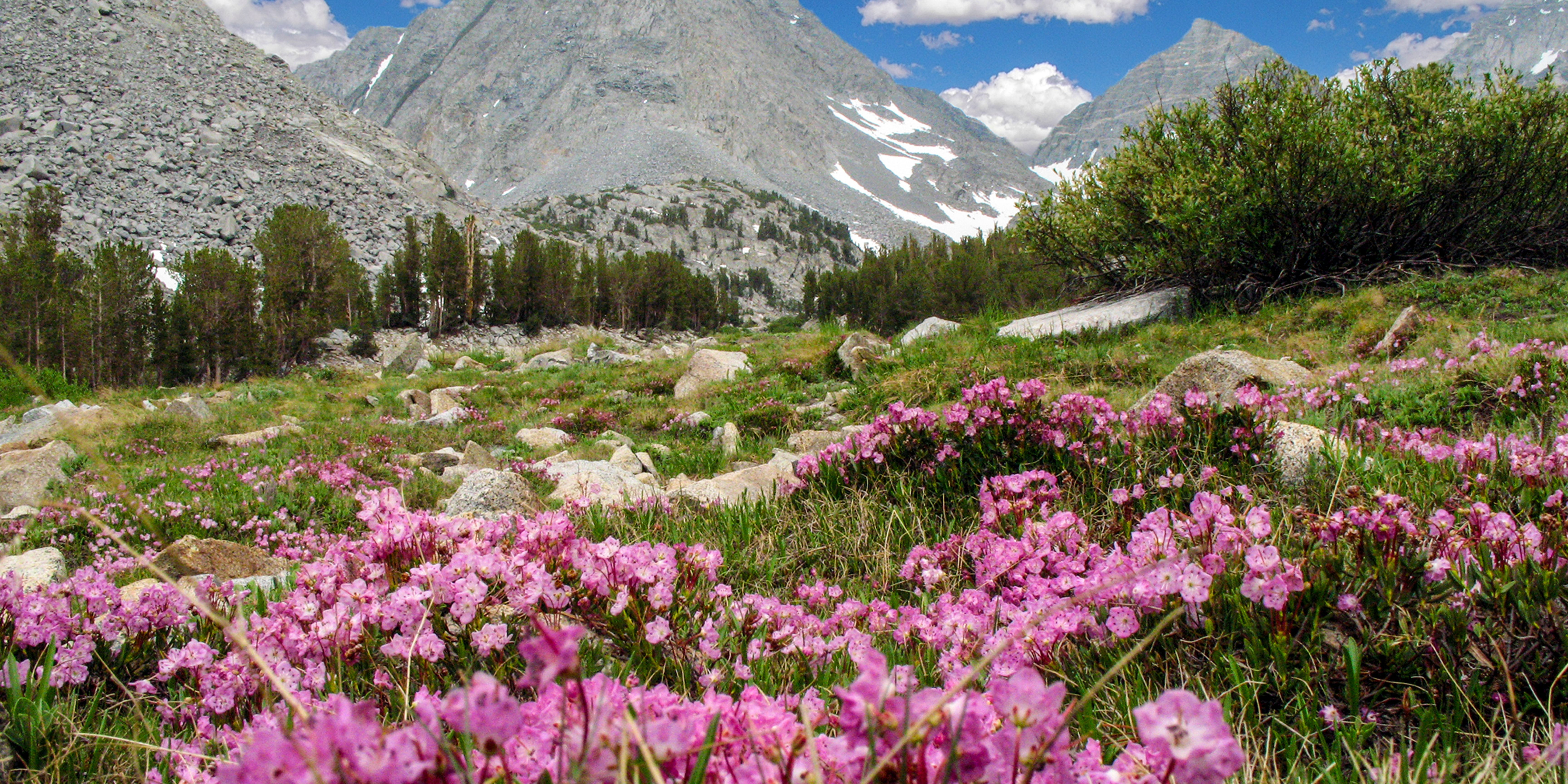 Alpine Meadows