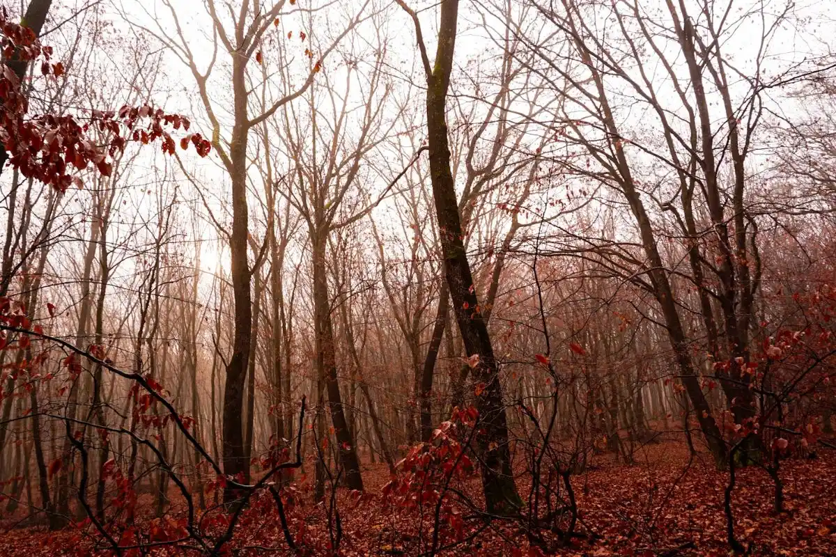 autumn-Transylvania