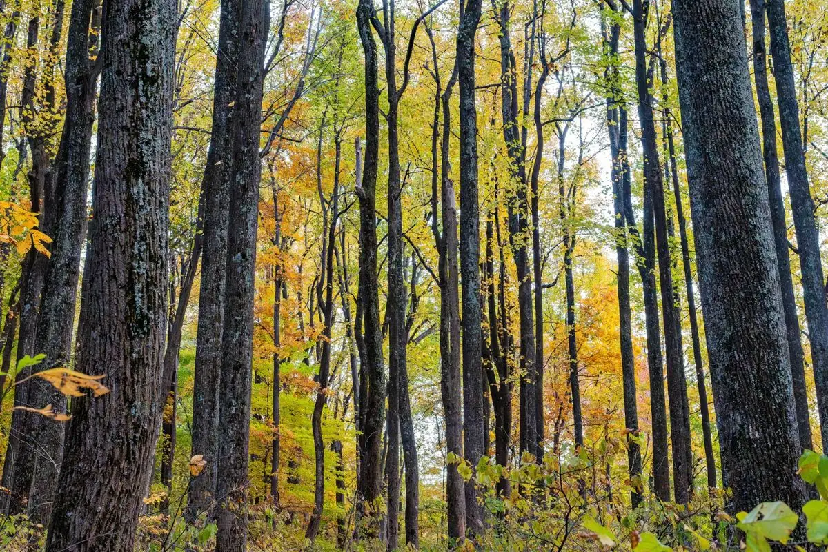 Fall foliage in Shenandoah National Park, Virginia