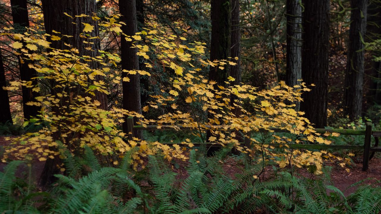 Portland, Oregon's Hoyt Arboretum in Autumn