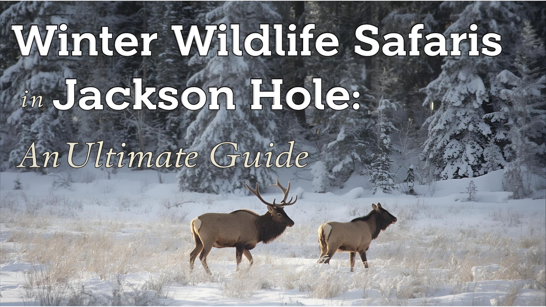 Winter Wildlife Safaris in Jackson Hole: Ultimate Guide to Guided Tours