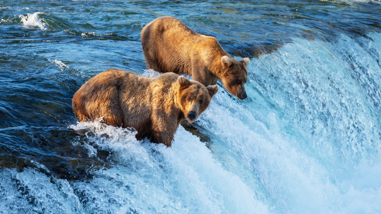 Alaska Wildlife Conservation Centre