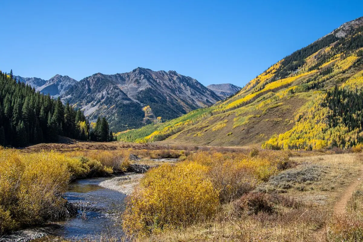 Golden aspens during fall in Aspen, Colorado