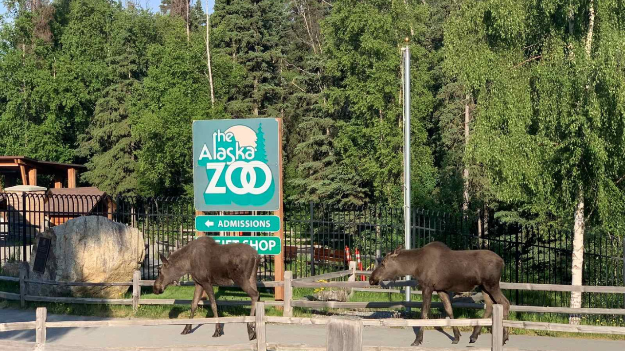 Alaska Zoo